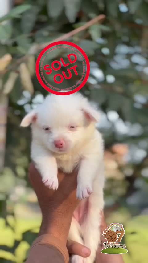 Dachshund Puppy | Brown, farm video