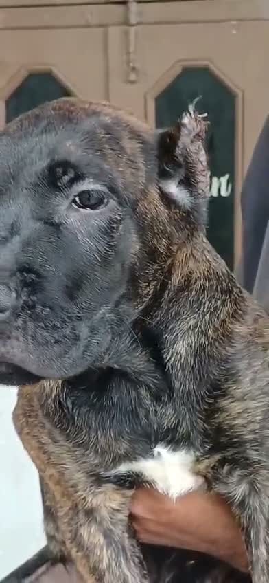 Cane Corso Puppy | Brindle, farm video