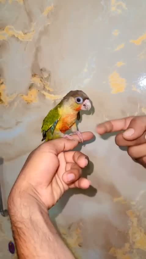 Small Cheek Conure, farm video