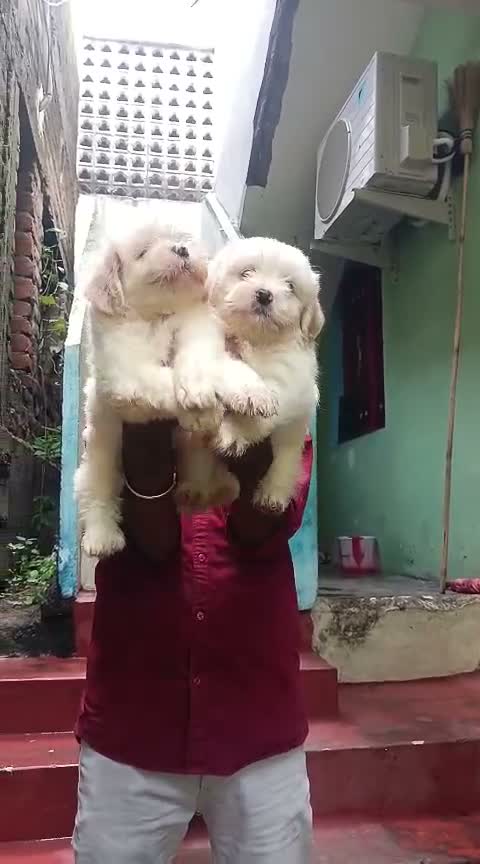 Shih Tzu | Black Color, farm video