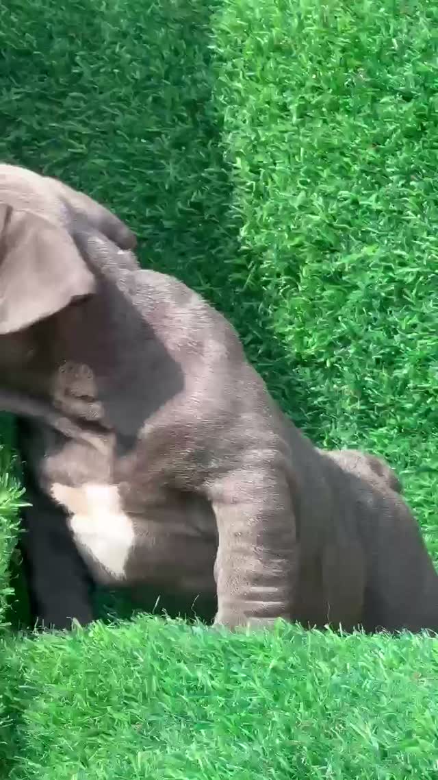 American Bully Pocket Size Puppy, farm video