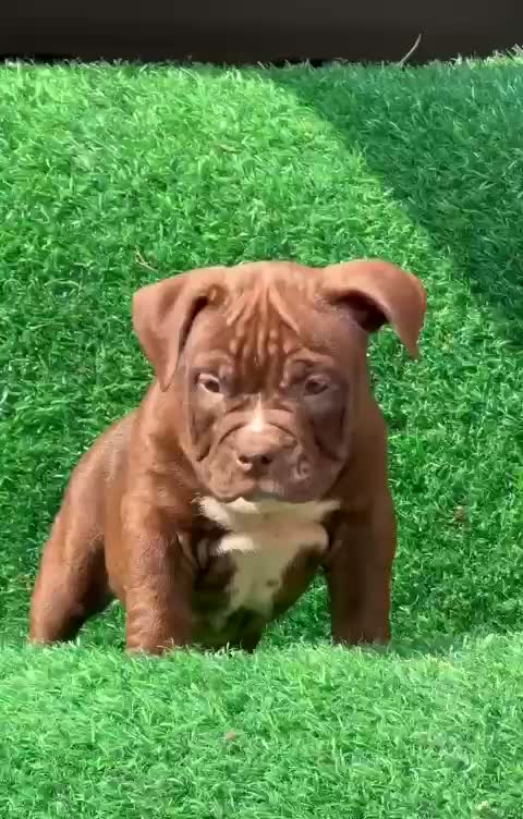 American Bully Pocket Size Puppy, farm video