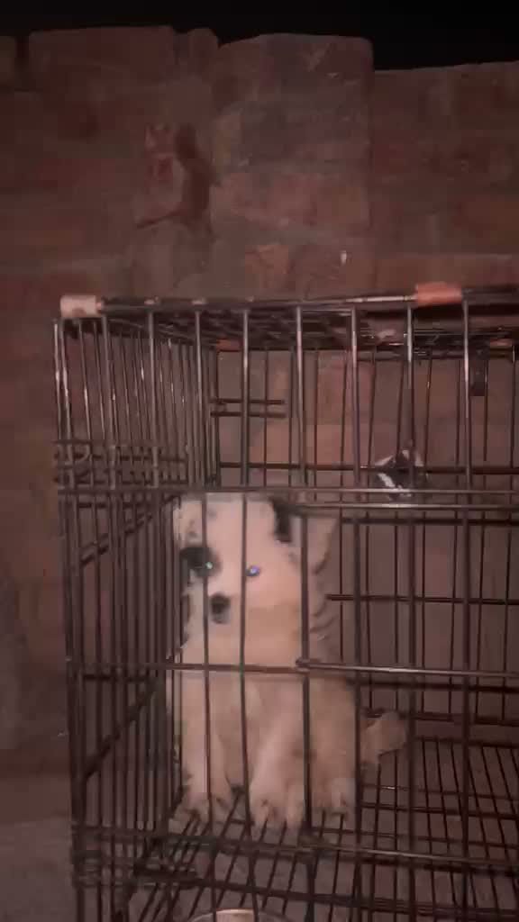 Shih Tzu | Black Color, farm video