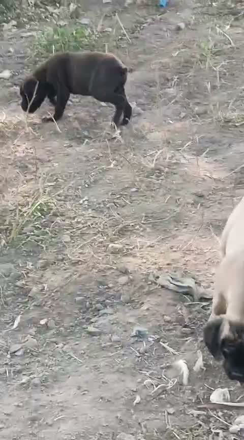 Cane Corso Puppy, farm video