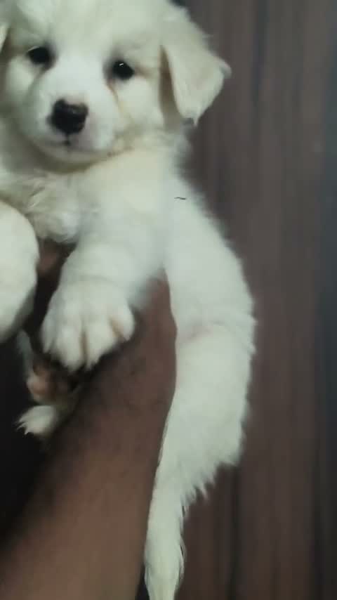 Culture Pom Puppy, farm video
