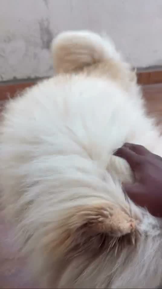 Chow Chow Puppies, farm video