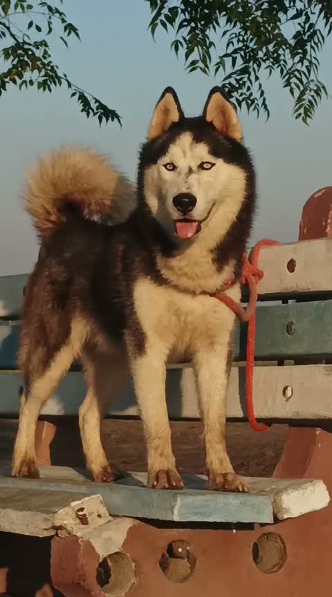 Siberian Husky Puppy | Black & White Color, farm video