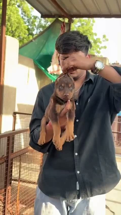 European Doberman Puppy | Black & Tan, farm video
