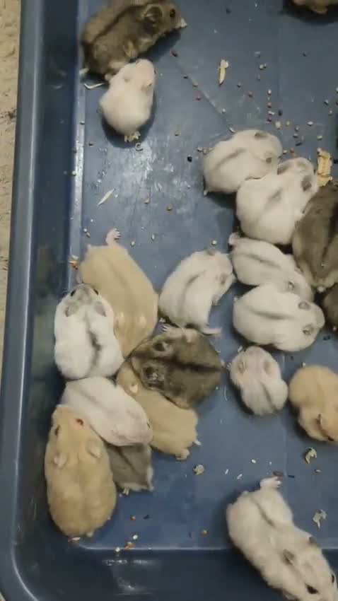 Dwarf Hamster Babies | Adults, farm video