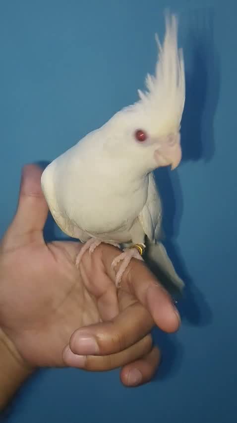 Cockatiel, farm video
