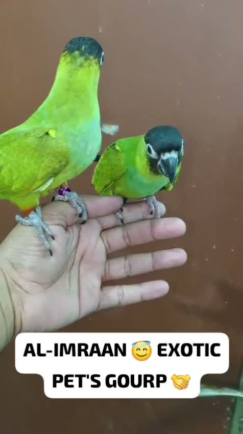 Small Cheek Conure, farm video