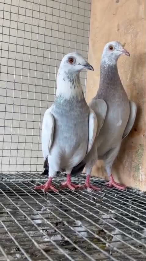 Satin Pigeon, farm video