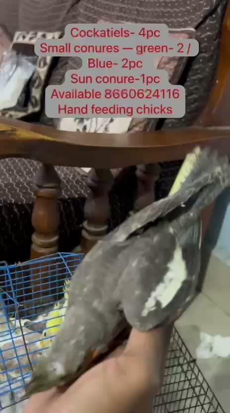 Cockatiel | Pied, farm video