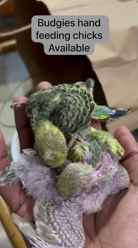 Budgies | Fallow, farm video