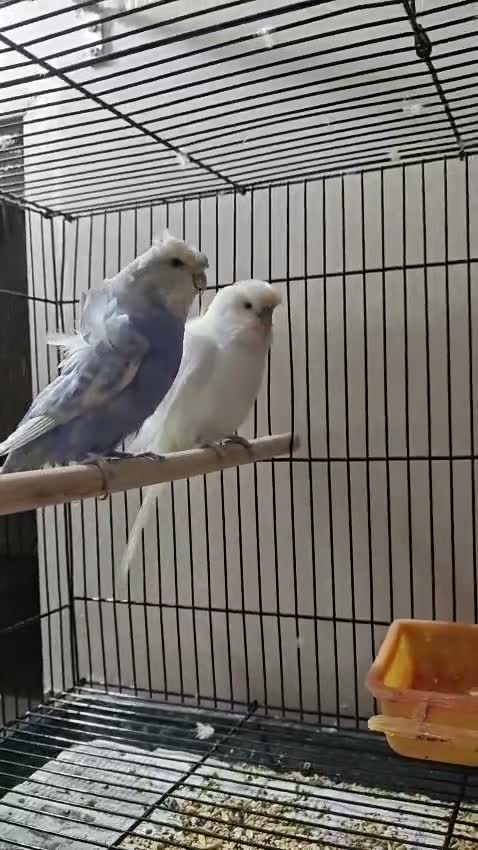 Hogoromo Budgies, farm video