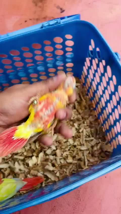 Small Cheek Conure, farm video