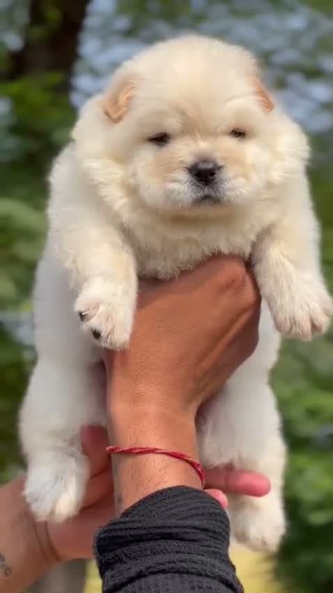 Chow Chow Puppies, farm video