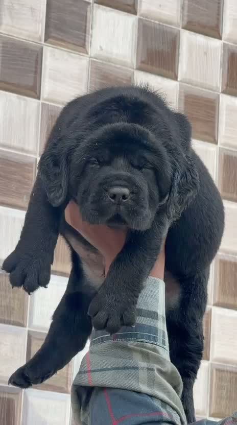 Beagle Black & Tan Puppy, farm video