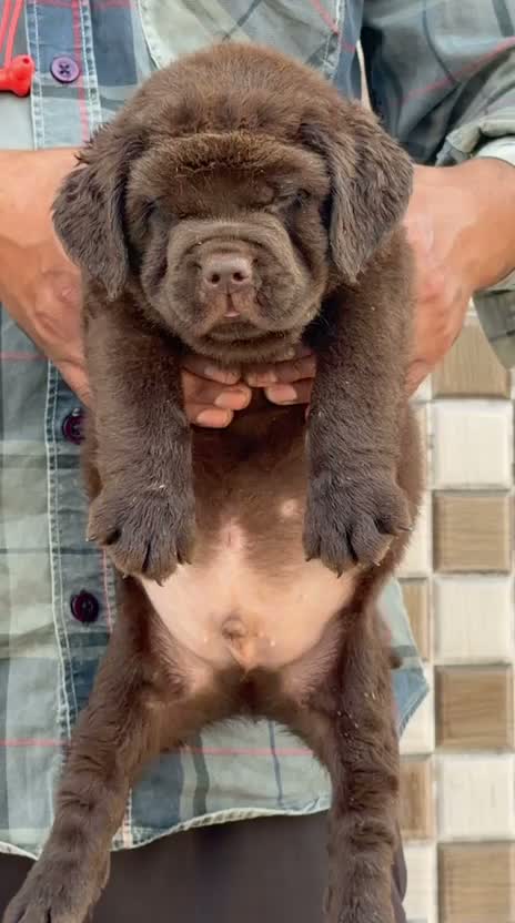 Beagle Black & Tan Puppy, farm video