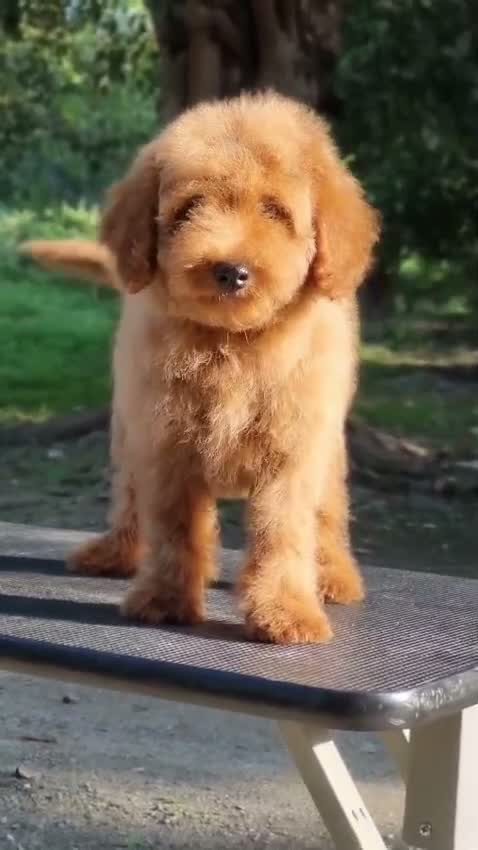 Doodle, farm video