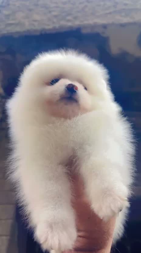 Pomeranian Puppy, farm video