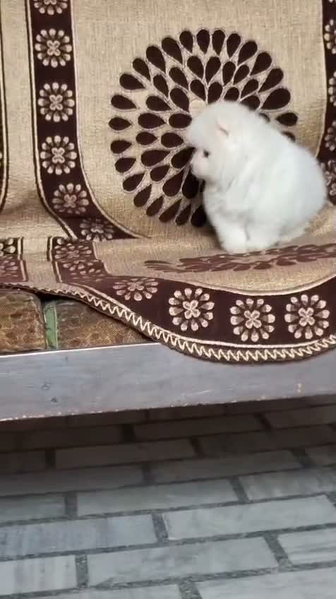 Pomeranian Puppy, farm video
