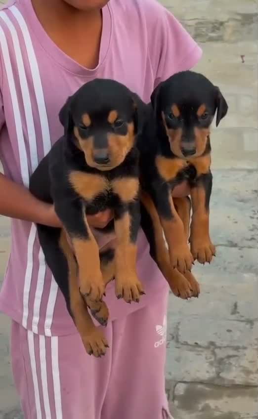 Doberman Pinscher Puppy, farm video