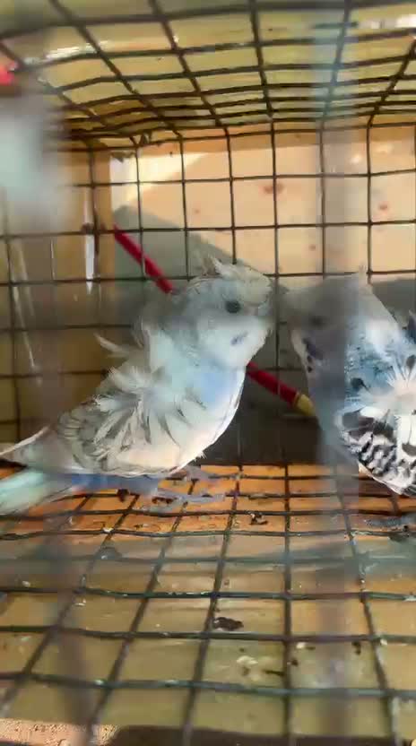 Hogoromo Budgies, farm video