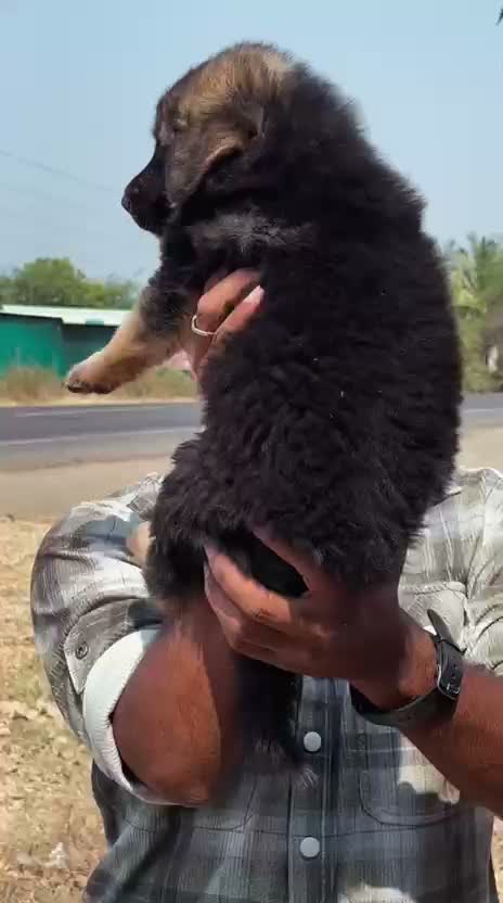German Shepherd Puppy, farm video