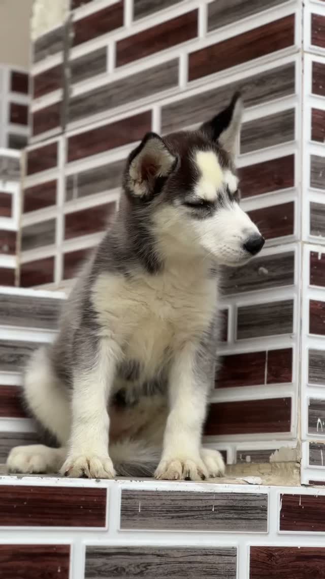 Siberian Husky Puppy | Black & White Color, farm video