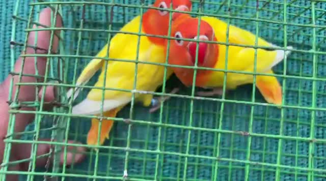 African Love Birds | Lutino, farm video