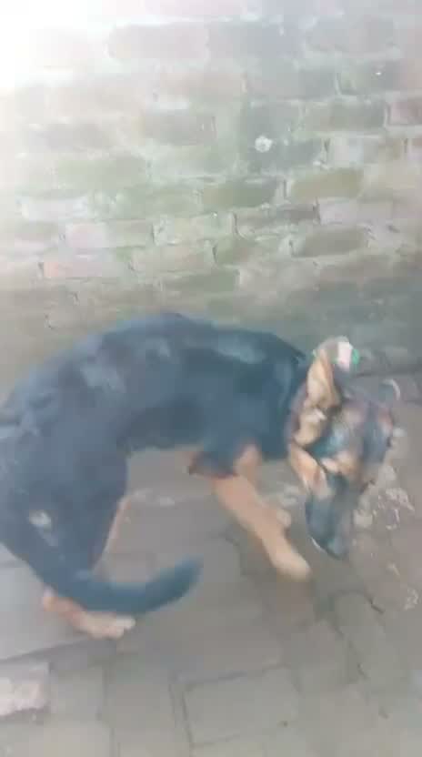 German Shepherd Puppy, farm video