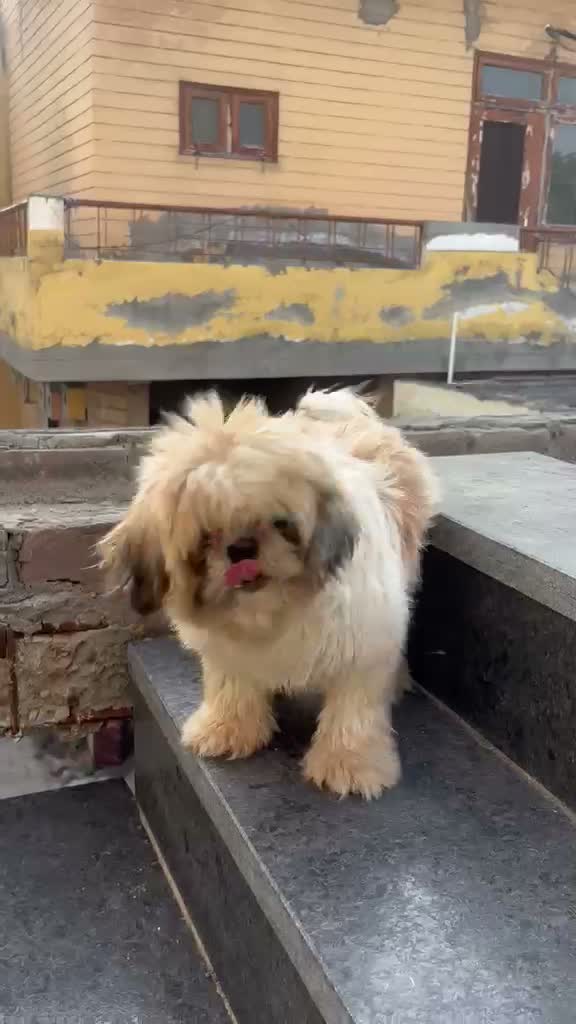 Shih Tzu | Black Color, farm video