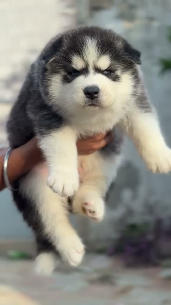 Siberian Husky Puppy | Black & White Color, farm video
