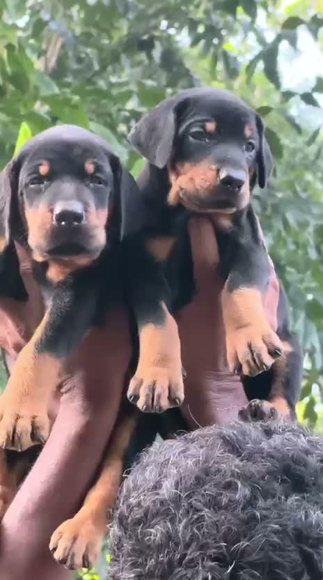 Doberman Pinscher Puppy, farm video