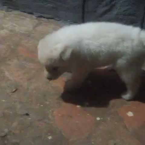 Culture Pom Puppy, farm video
