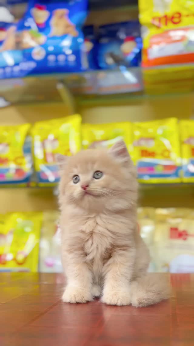 Persian, farm video