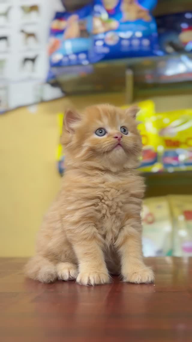 Persian, farm video
