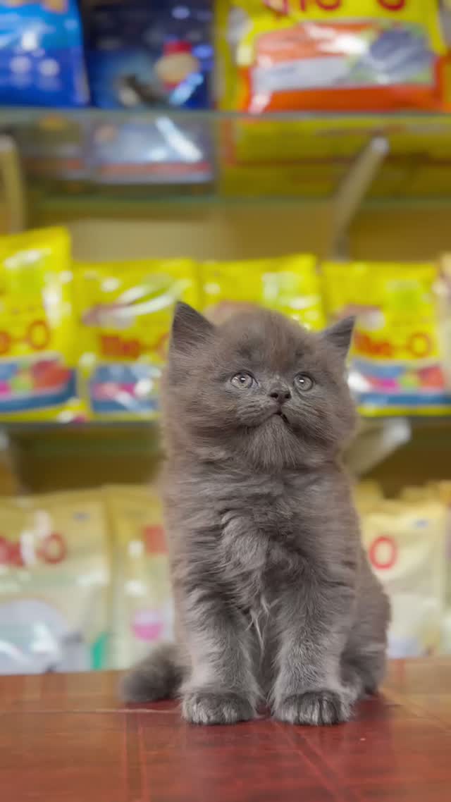 Persian, farm video