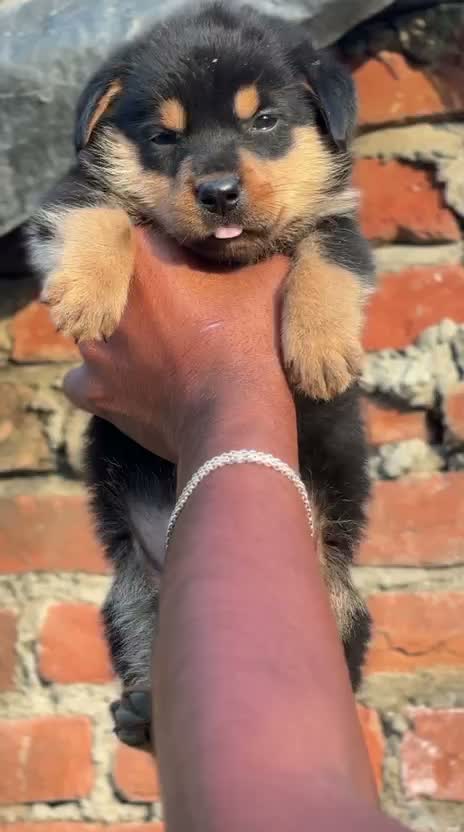 Rottweiler Puppy, farm video