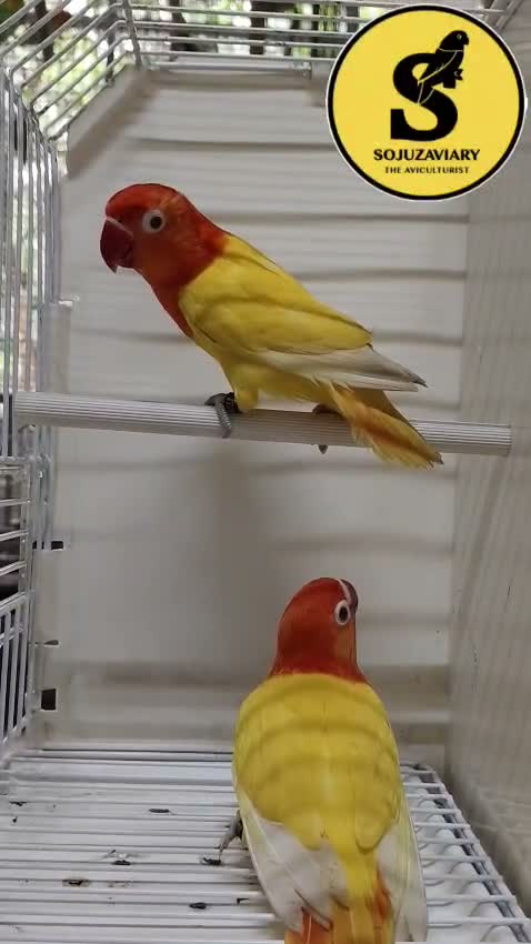 African Love Birds | Opaline, farm video