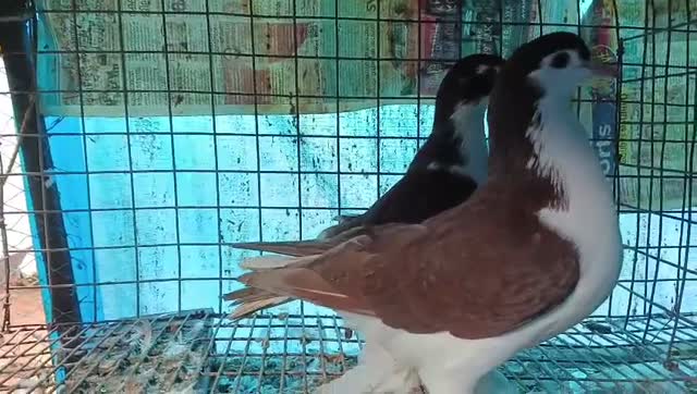 Satin Pigeon, farm video