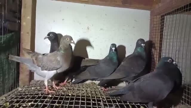 Satin Pigeon, farm video