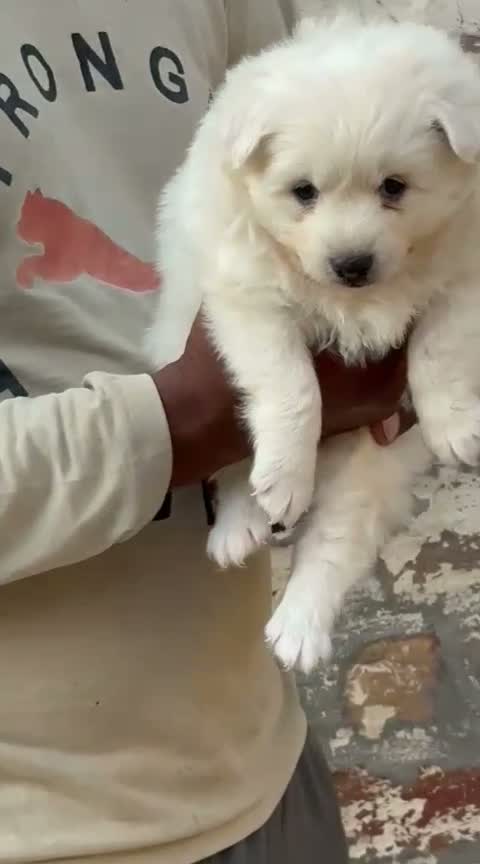 Culture Pom Puppy, farm video