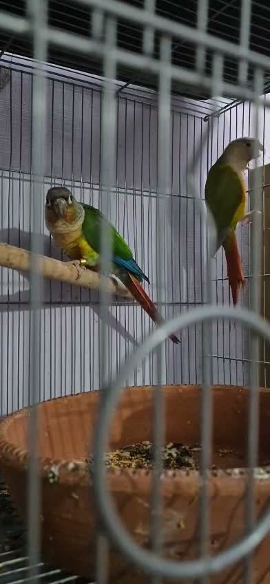 Pineapple Headed Conure, farm video