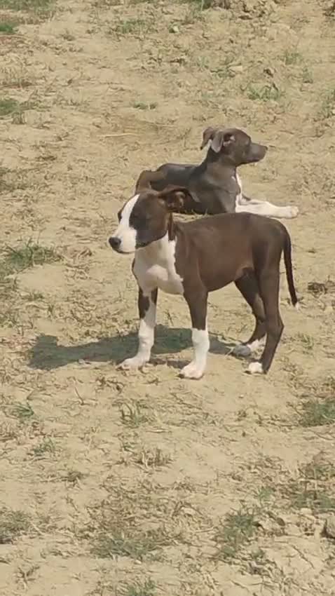 Dachshund Puppy | Brown, farm video