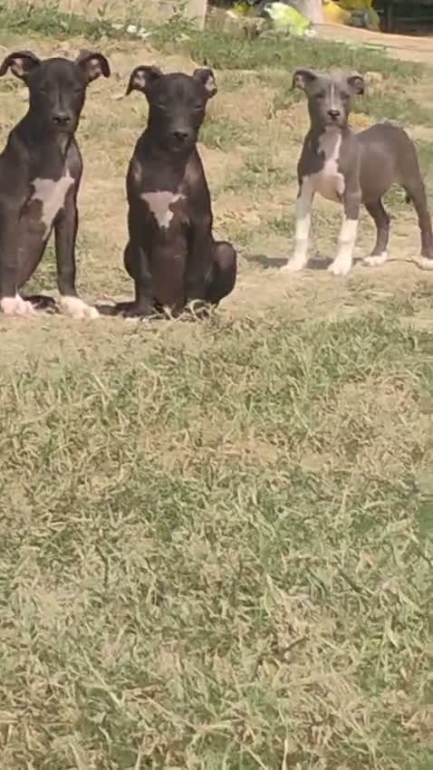 Dachshund Puppy | Brown, farm video