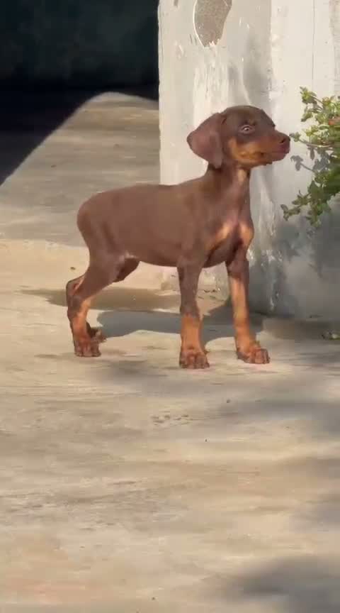 Doberman Pinscher Puppy, farm video