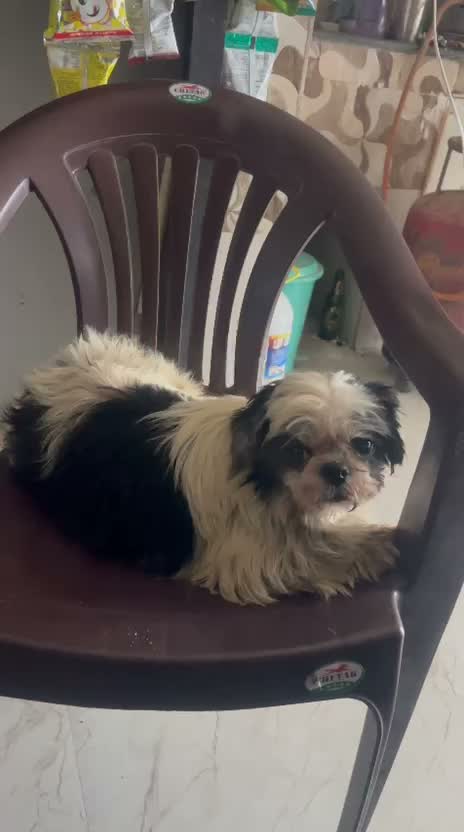 Shih Tzu | Black Color, farm video