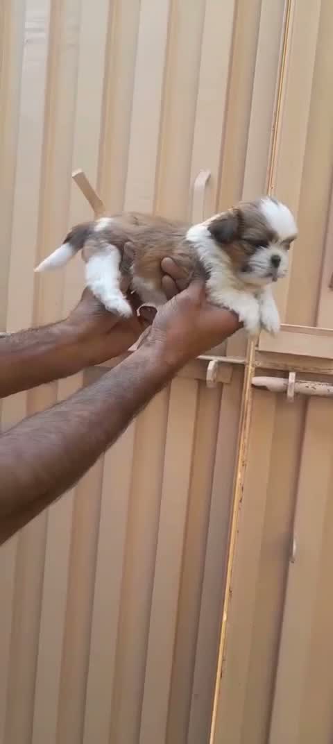 Shih Tzu | Black Color, farm video